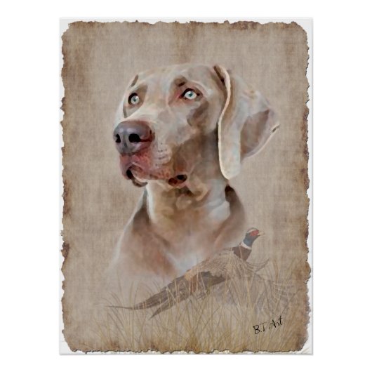 Poster Weimaraner (Devant)