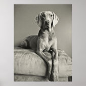 Poster Weimaraner (Devant)