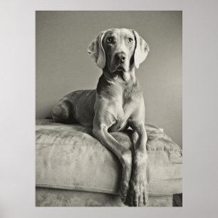 Poster Weimaraner