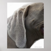 Poster Weimaraner 3 (Devant)
