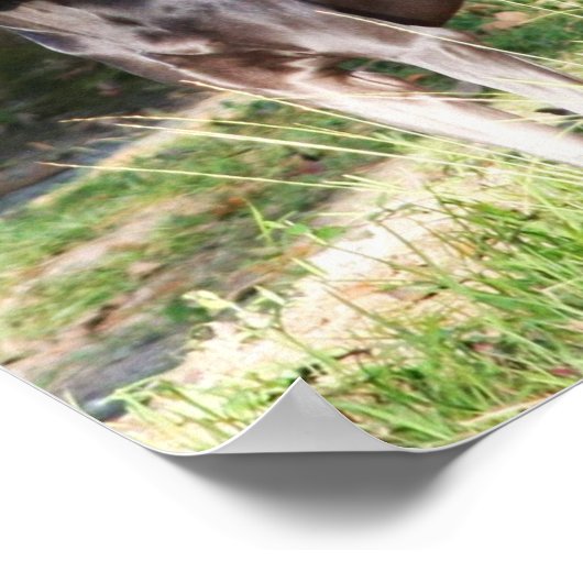 Poster Weimaraner bleu (Coin)