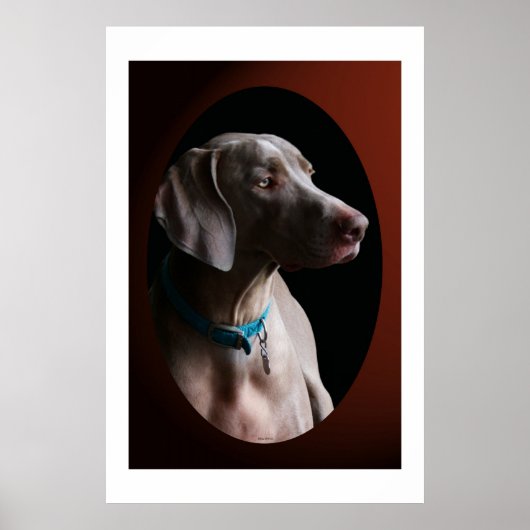 Poster Weimaraner Dans La Lumière Du Matin (Devant)