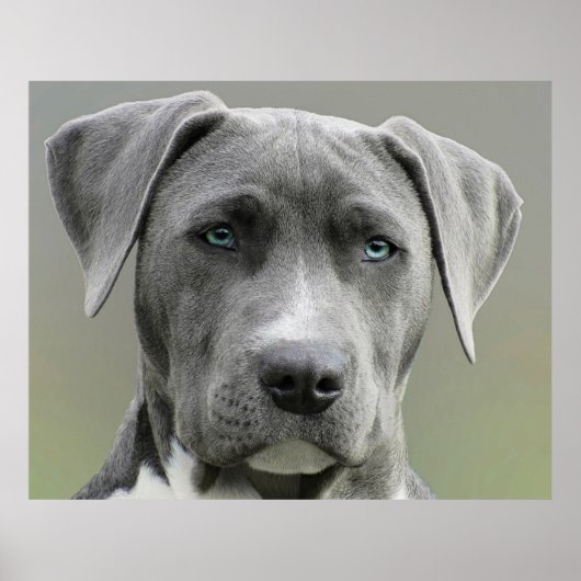 Poster Weimaraner Gris Chasse Chien (Devant)