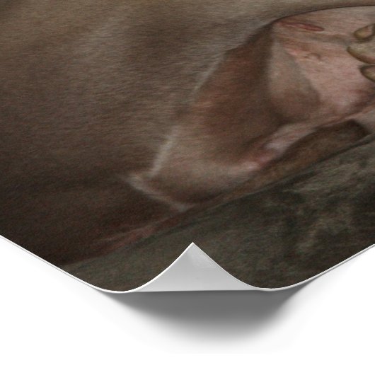 Poster Weimaraner Snooze (Coin)