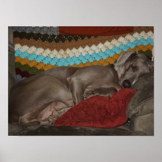 Poster Weimaraner Snooze (Devant)