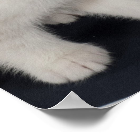 Poster Weiße Katze vorm Spiegel (Coin)