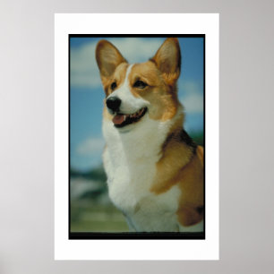 Poster Welsh Corgi