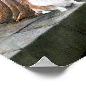 Poster Welsh Corgi 2 - L'Accolade (Coin)