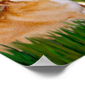 Poster Welsh Corgi Pembroke - Mideve (Coin)