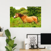 POSTER WELSH PONY (Bureau à domicile)