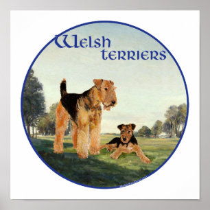 Poster Welsh Terriers