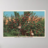 Poster Wenatchee, WAView de Apple Orchard & Workers (Devant)