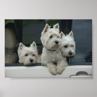 Poster West Highland White Terriers