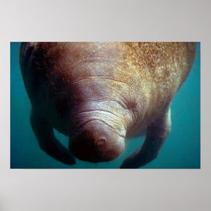 Poster West Indian (Florida) Manatee-underwater