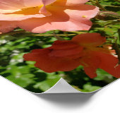 Poster Westerland Rose Coral (Coin)