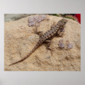 Poster Western Fence Lizard (Devant)
