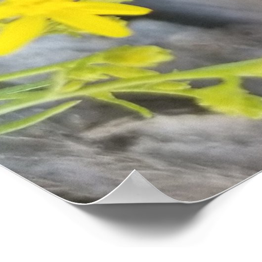 Poster Western Fence Lizard (Coin)