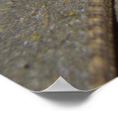 Poster Western Fence Lizard (Coin)