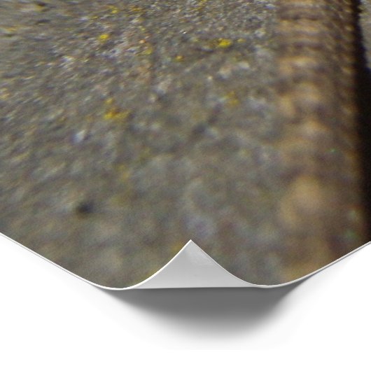 Poster Western Fence Lizard (Coin)