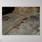 Poster Western Fence Lizard (Devant)