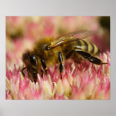 Poster Western Honey Bee Macro (Devant)