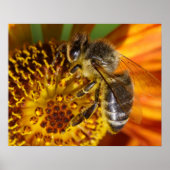 Poster Western Honey Bee Macro photo (Devant)