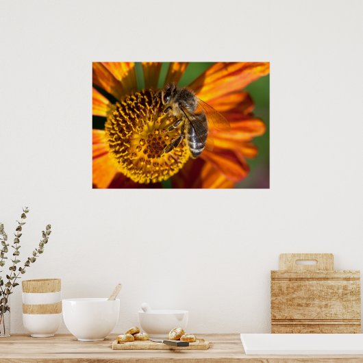 Poster Western Honey Bee Macro photo (Cuisine)