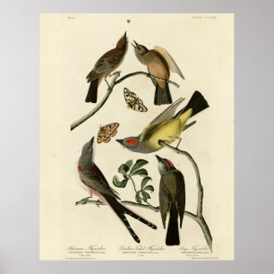 Poster Western Kingbird, etc - Audubon's Birds of America