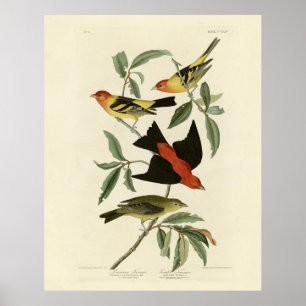 Poster Western, Scarlet Tanagers Audubon Birds of America
