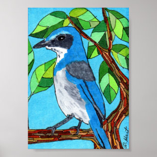 Poster Western Scrub Jay Mini Art populaire