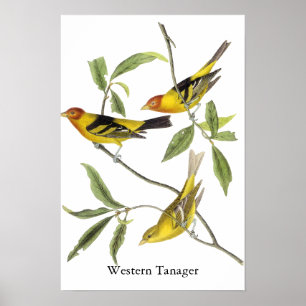 Poster Western Tanager - John James Audubon