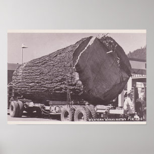Poster Western Washington Fir Log circa 1940