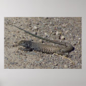 Poster Western Whiptail (Devant)