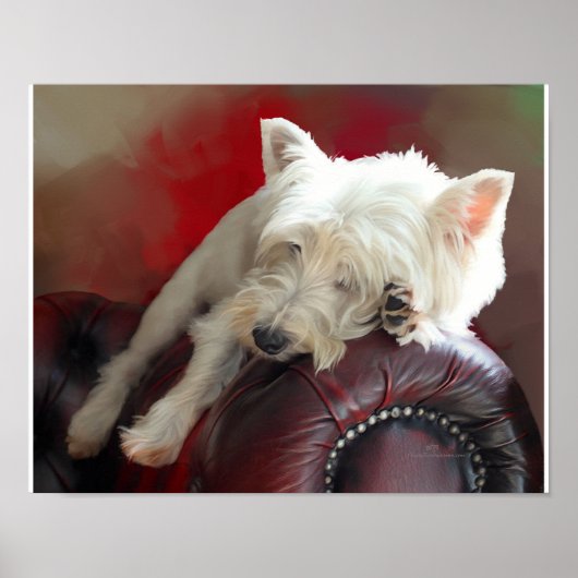 Poster Westie au repos (Devant)