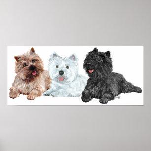 Poster Westie avec deux terriers Cairn