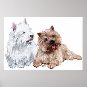 Poster Westie avec un Cairn Terrier brun