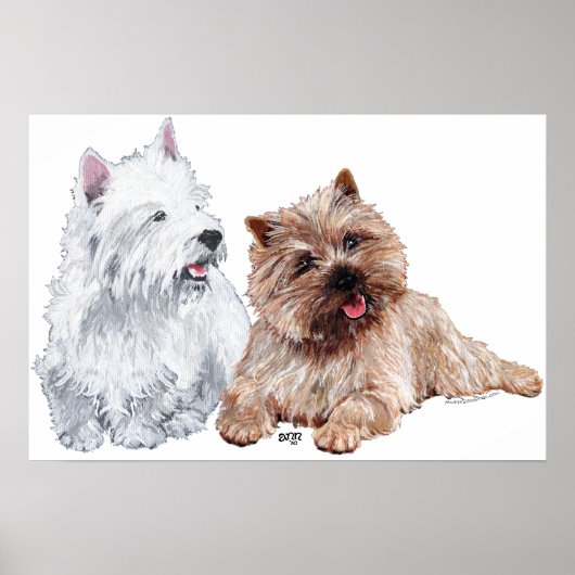 Poster Westie avec un Cairn Terrier brun (Devant)