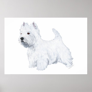 Poster Westie debout