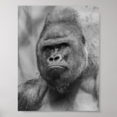 Poster Westland lowland gorilla (Devant)