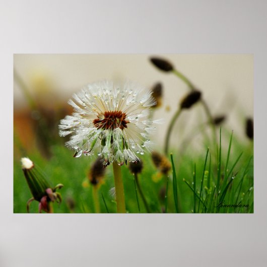 Poster Wet Dandelion (Devant)