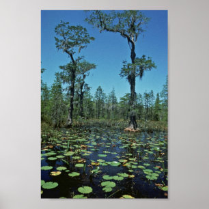 Poster Wetlands, Okefenokee National Wildlife Refuge