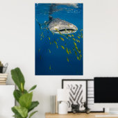Poster Whale Shark with fish, Indonésie (Bureau à domicile)