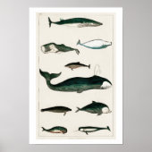 POSTER  WHALES ILLUSTRATION (Voorkant)