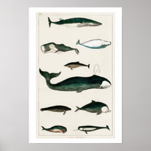 POSTER  WHALES ILLUSTRATION