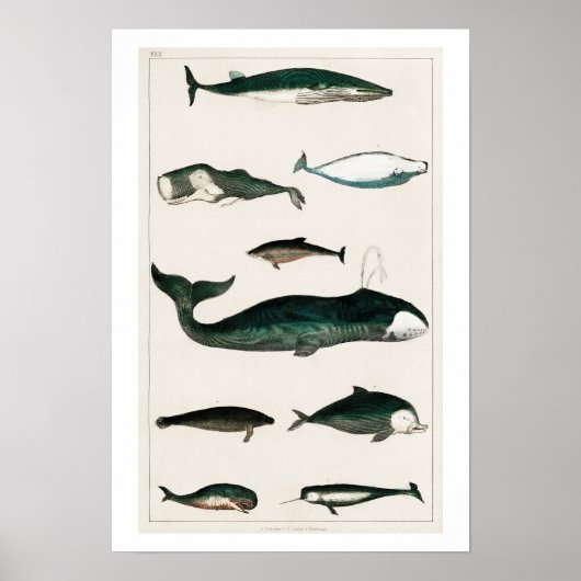 POSTER  WHALES ILLUSTRATION (Voorkant)
