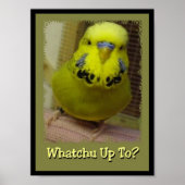 Poster Whatchu Up To 3 (Devant)