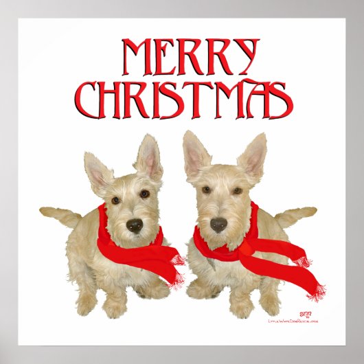 Poster Wheaten Scottish Terrier Noël (Devant)