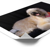 Poster Wheaten Terrier (Coin)