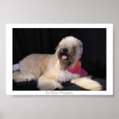 Poster Wheaten Terrier (Devant)