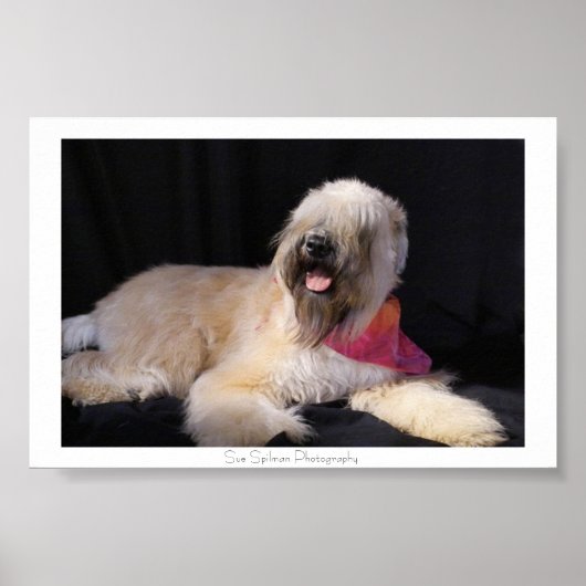 Poster Wheaten Terrier (Devant)